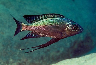 Cyathopharynx sp. 'green flush' Sibwesa